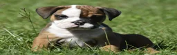 English Bulldog dogs for sale: English Bulldog 1 - Ad 1