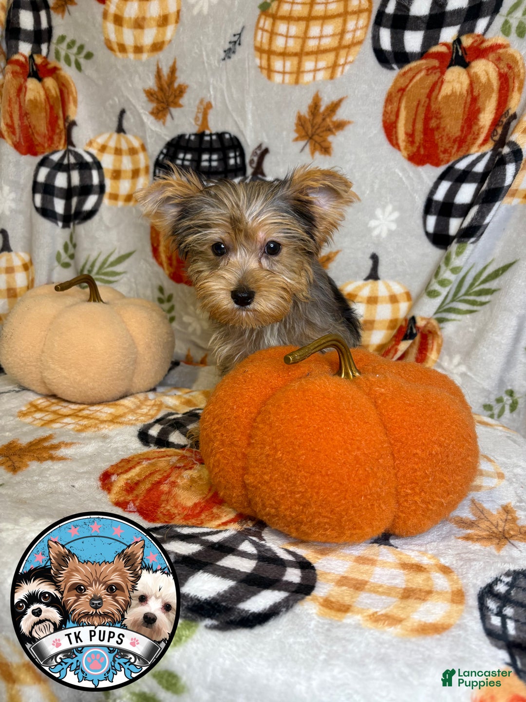 Yorkshire Terrier dogs for sale: Yorkshire Terrier Puppy 4 - Ad 1