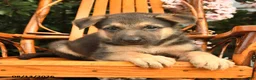 German Shepherd dogs for sale: Zeus - Ad 4