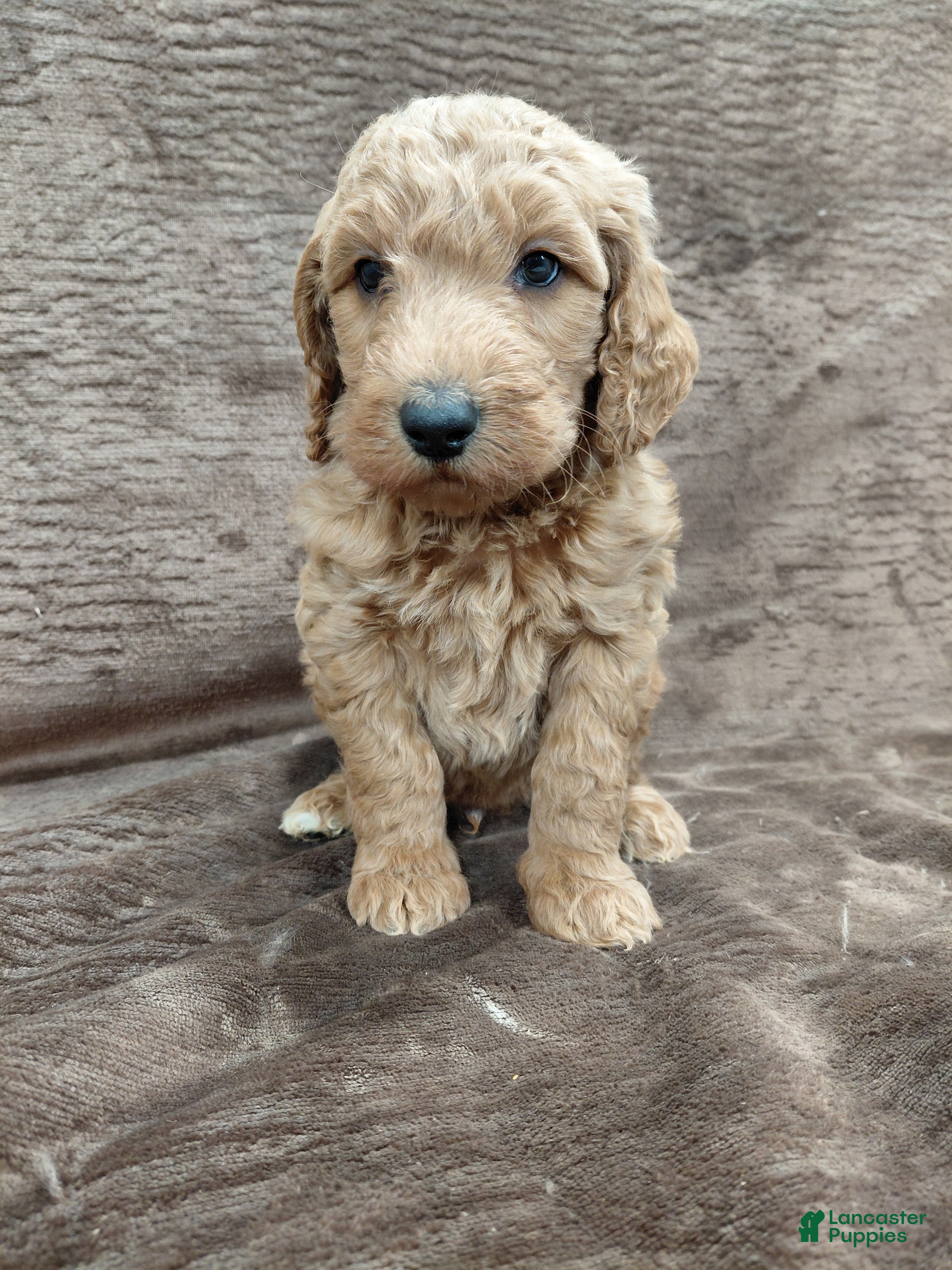 Goldendoodle dogs Finn Standard  - Ad 4