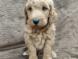 Goldendoodle dogs Finn Standard - Ad 4
