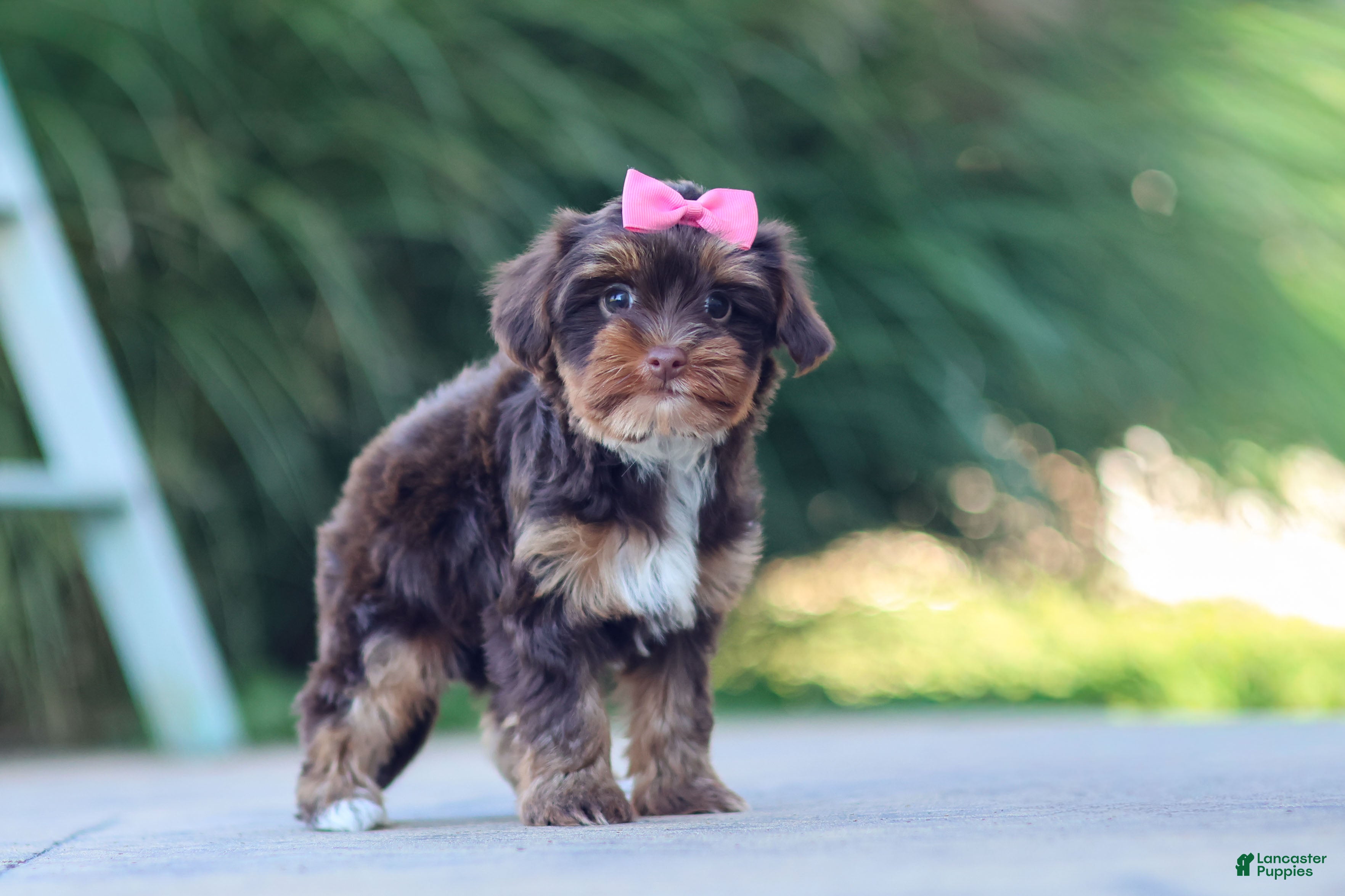 Yorkiepoo dogs Bon Bon - Ad 2
