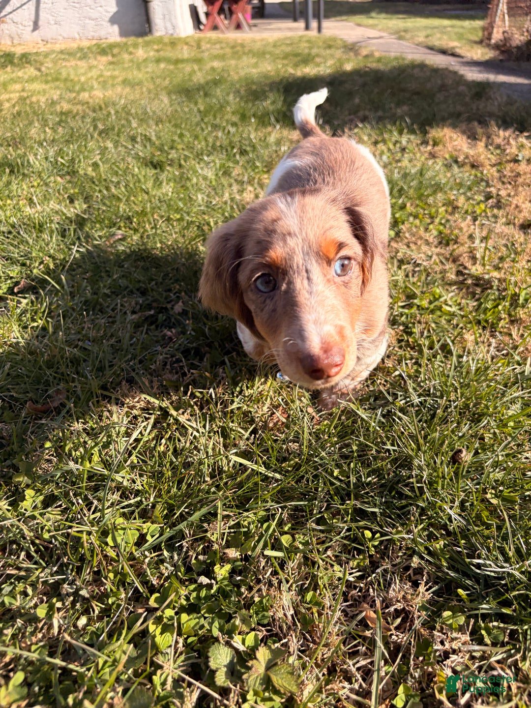 Miniature Dachshund dogs for sale: Scrappy doo - Ad 4