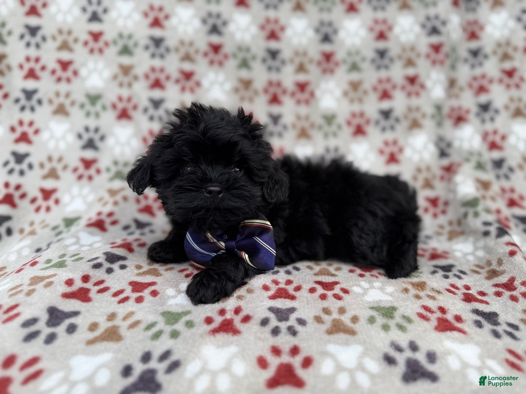 Shihpoo dogs for sale: Binx - Ad 5