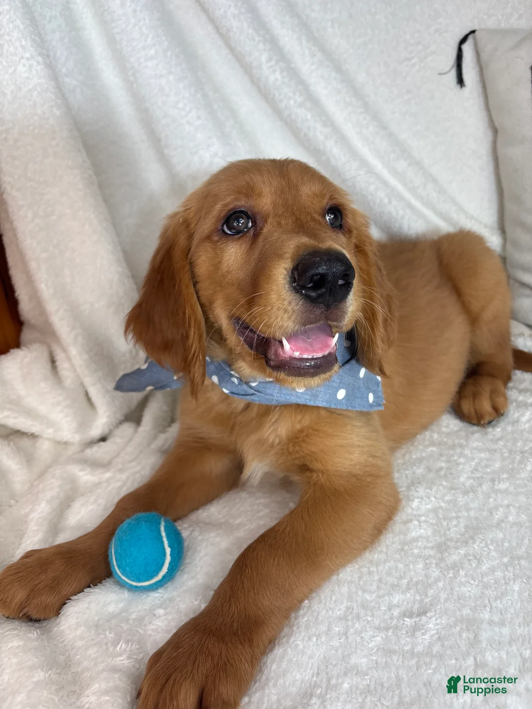 Golden Retriever dogs for sale: Goose - Ad 5