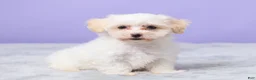 Maltipoo dogs for sale: Heather - Ad 5
