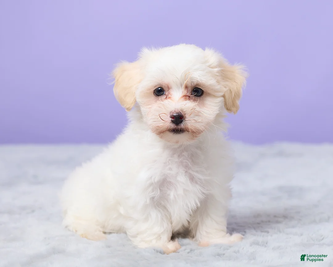 Maltipoo dogs for sale: Heather - Ad 5
