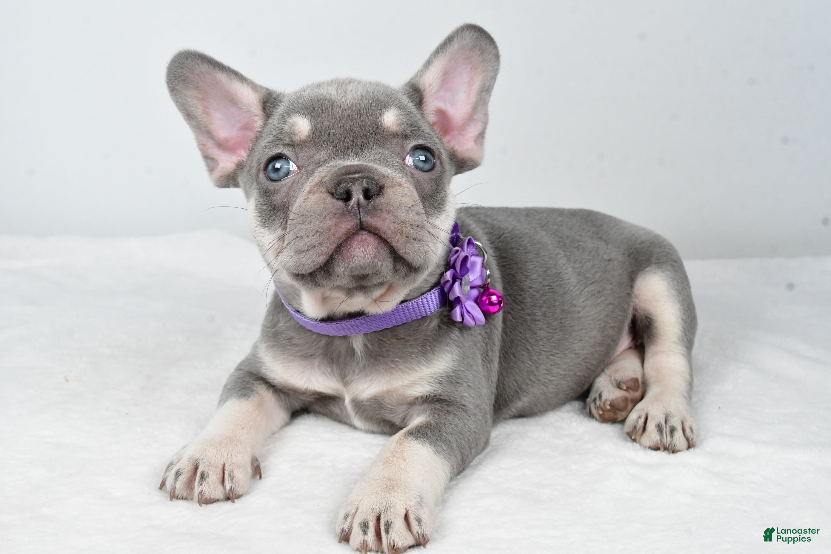 French Bulldog dogs Kayla - Ad 27