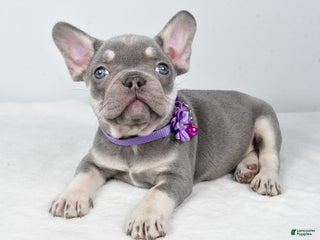 French Bulldog dogs Kayla - Ad 7