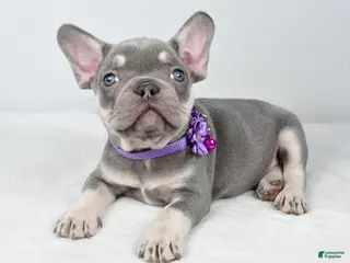 French Bulldog dogs Kayla - Ad 31