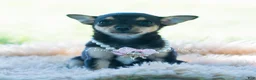 Chihuahua dogs for sale: Permedia - Ad 6