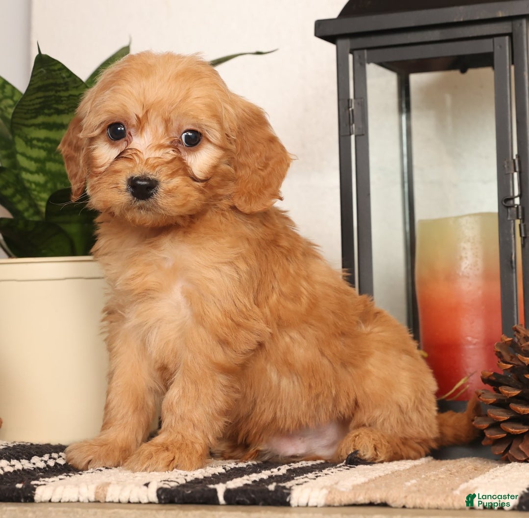 Mini Goldendoodle dogs for sale: Mitch - Ad 1