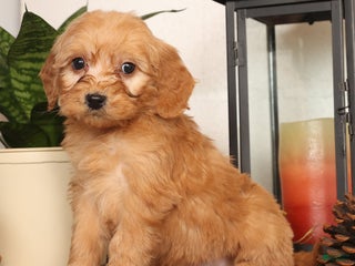 Mini Goldendoodle dogs Mitch - Ad 10