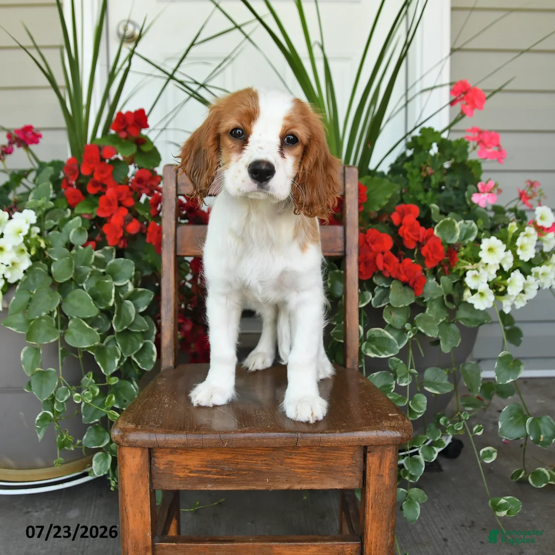 Cockalier dogs for sale: Rosy - Ad 2
