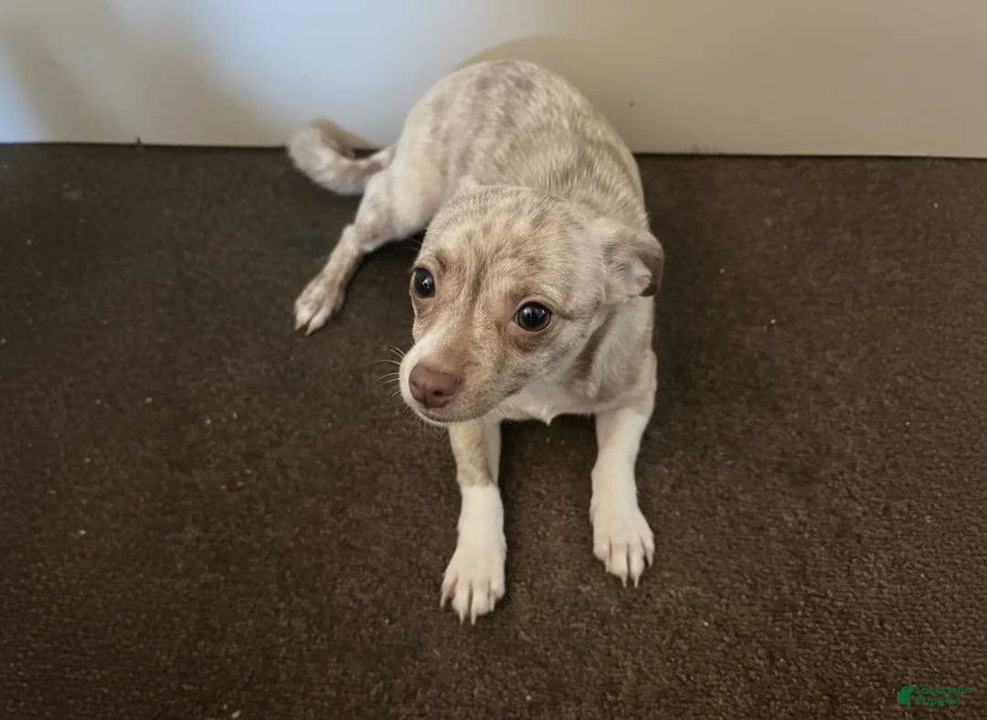 Chihuahua dogs for sale: Chihuahua Puppy 3 - Ad 2