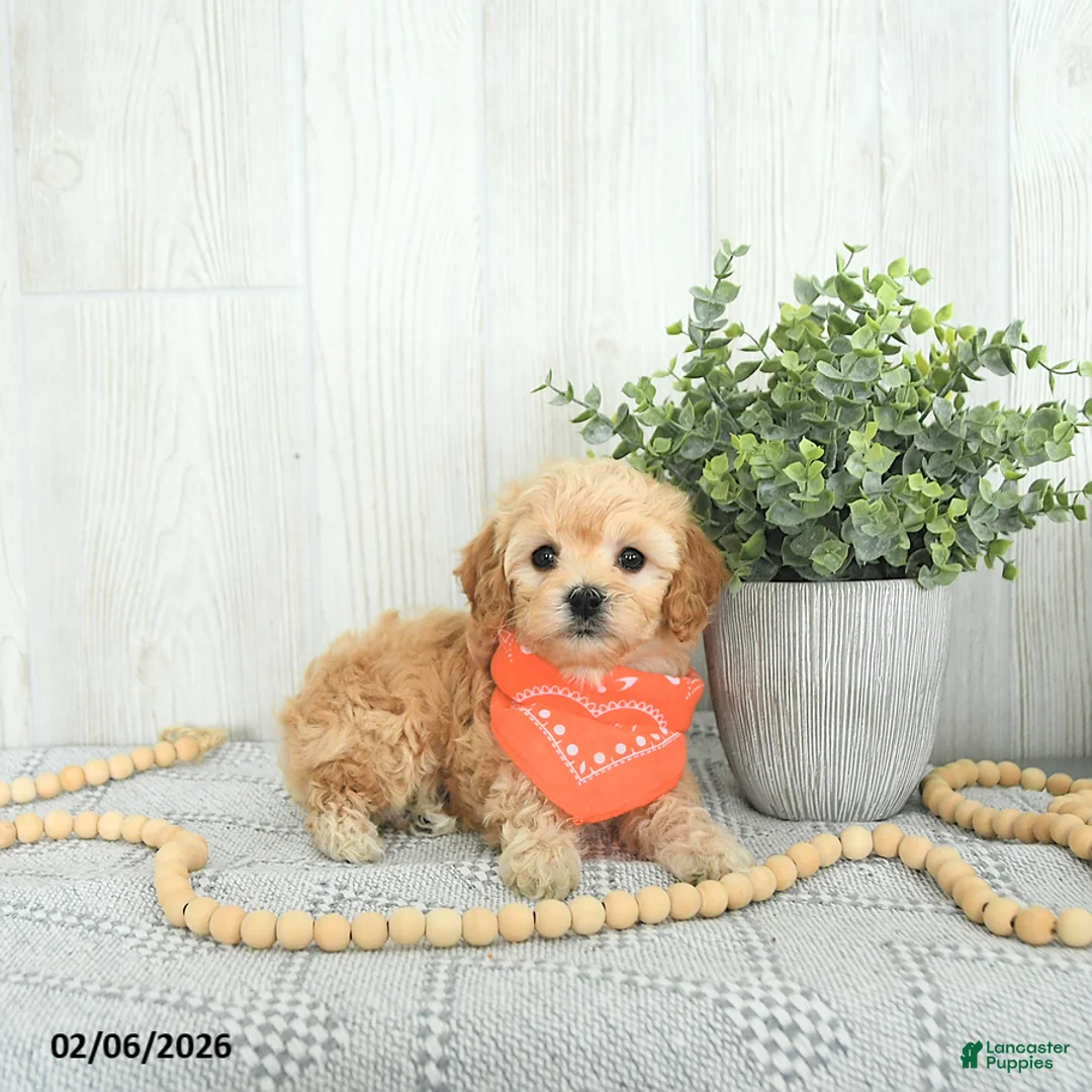 Cockapoo dogs for sale: Bo EXTRA SMALL - Ad 4