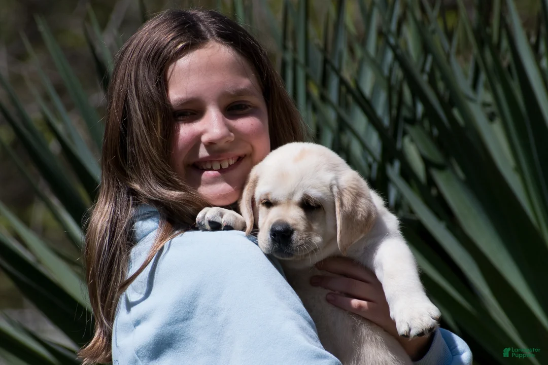 Labrador Retriever dogs for sale: Kellie - Ad 1