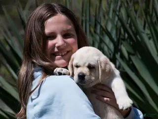 Labrador Retriever dogs Kellie - Ad 19