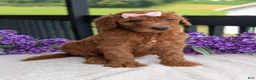 Goldendoodle dogs for sale: Miss Emmie - Ad 26