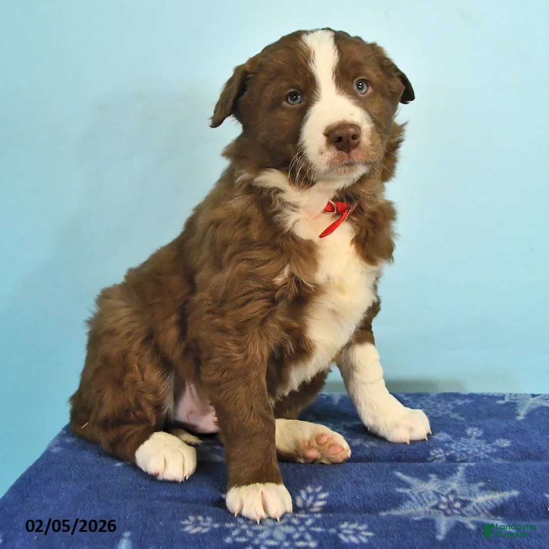 Mixed Breed dogs for sale: Rusty - Ad 3
