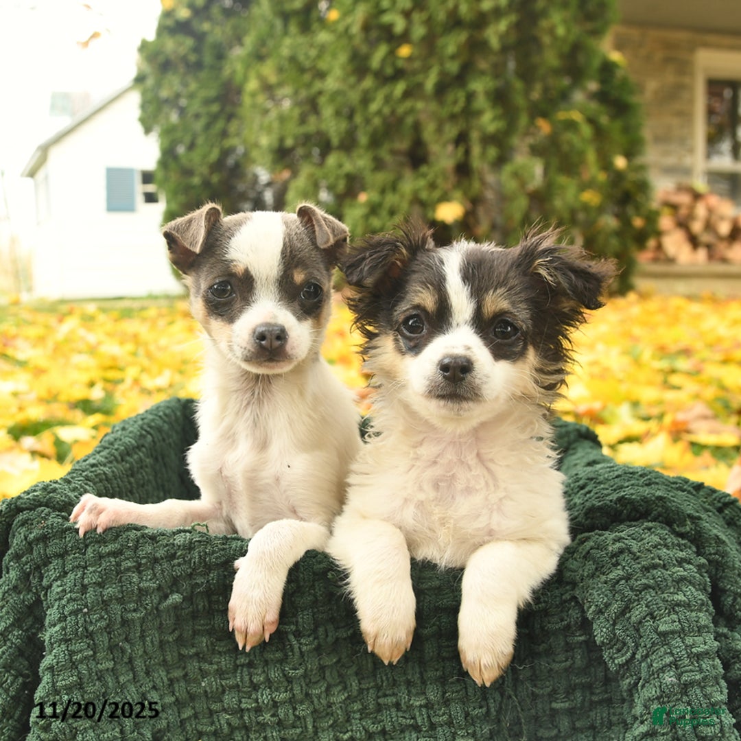 Chihuahua dogs for sale: Andy  - Ad 3