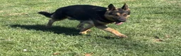 German Shepherd dogs for sale: Luke - Ad 7