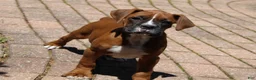 Boxer dogs for sale: Atticus - Ad 7
