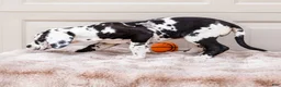Great Dane dogs for sale: Lilly - Ad 9