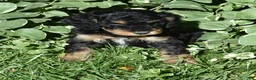 Standard Poodle dogs for sale: Standard Poodle 12 Small Black Phantom - Ad 6
