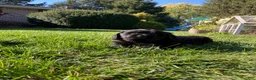 Newfoundland dogs for sale: SARGE - Ad 3