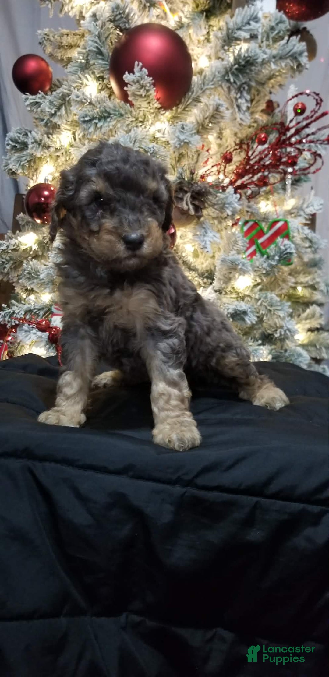Mini Aussiedoodle dogs for sale: Mini Aussiedoodle Puppy 6 - Ad 3