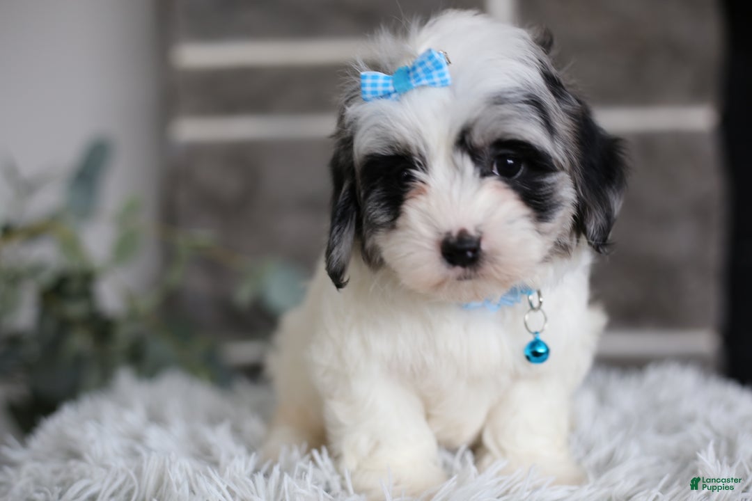 Maltipoo dogs for sale: Sapphire - Ad 16
