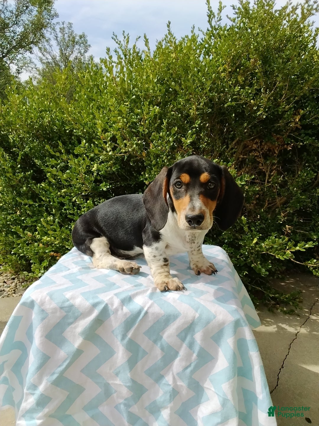 Miniature Dachshund dogs Jaxon - Ad 2