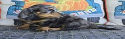 Miniature Dachshund dogs for sale: Drover - Ad 6