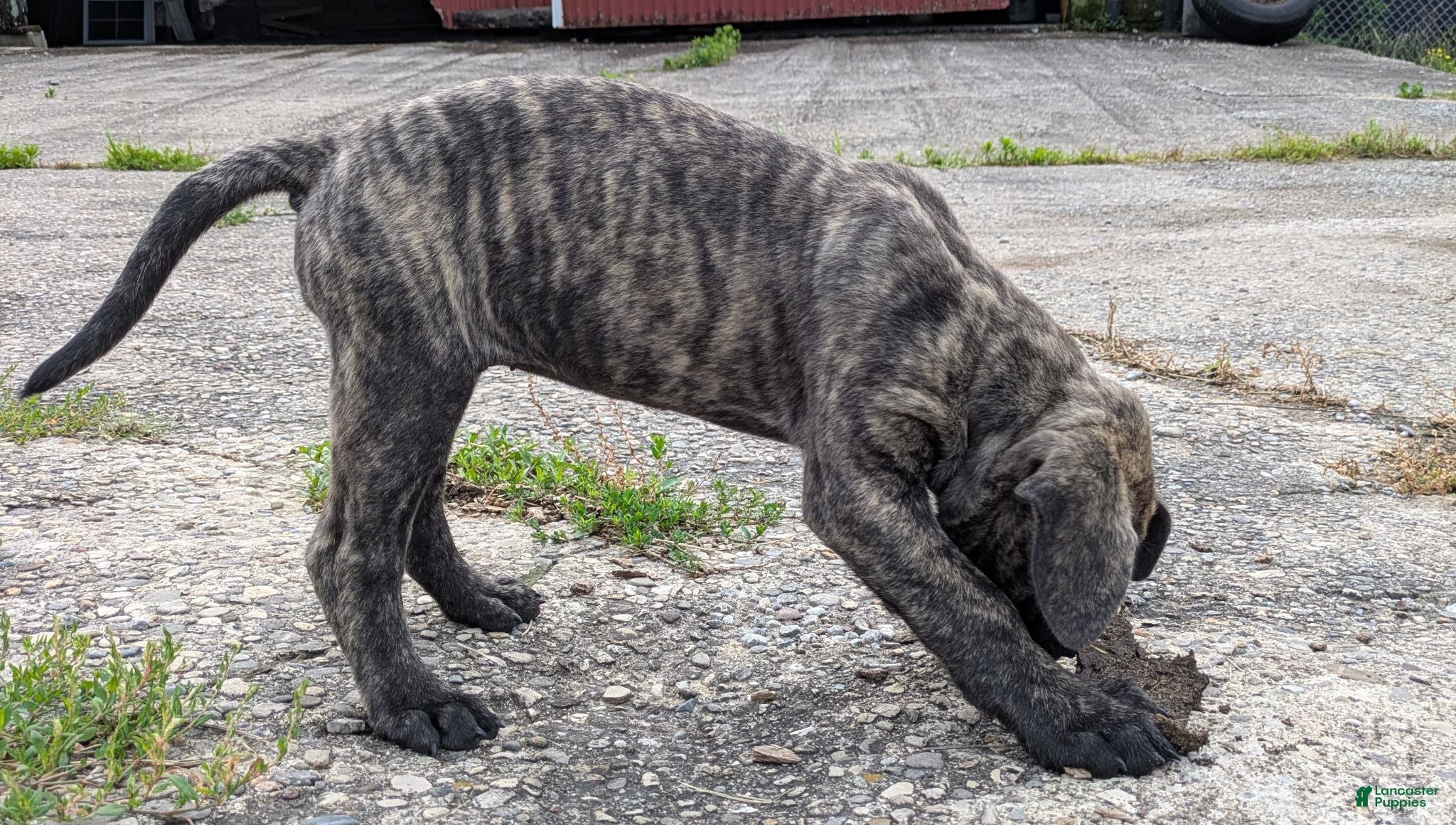 English Mastiff dogs Ashlee  - Ad 2