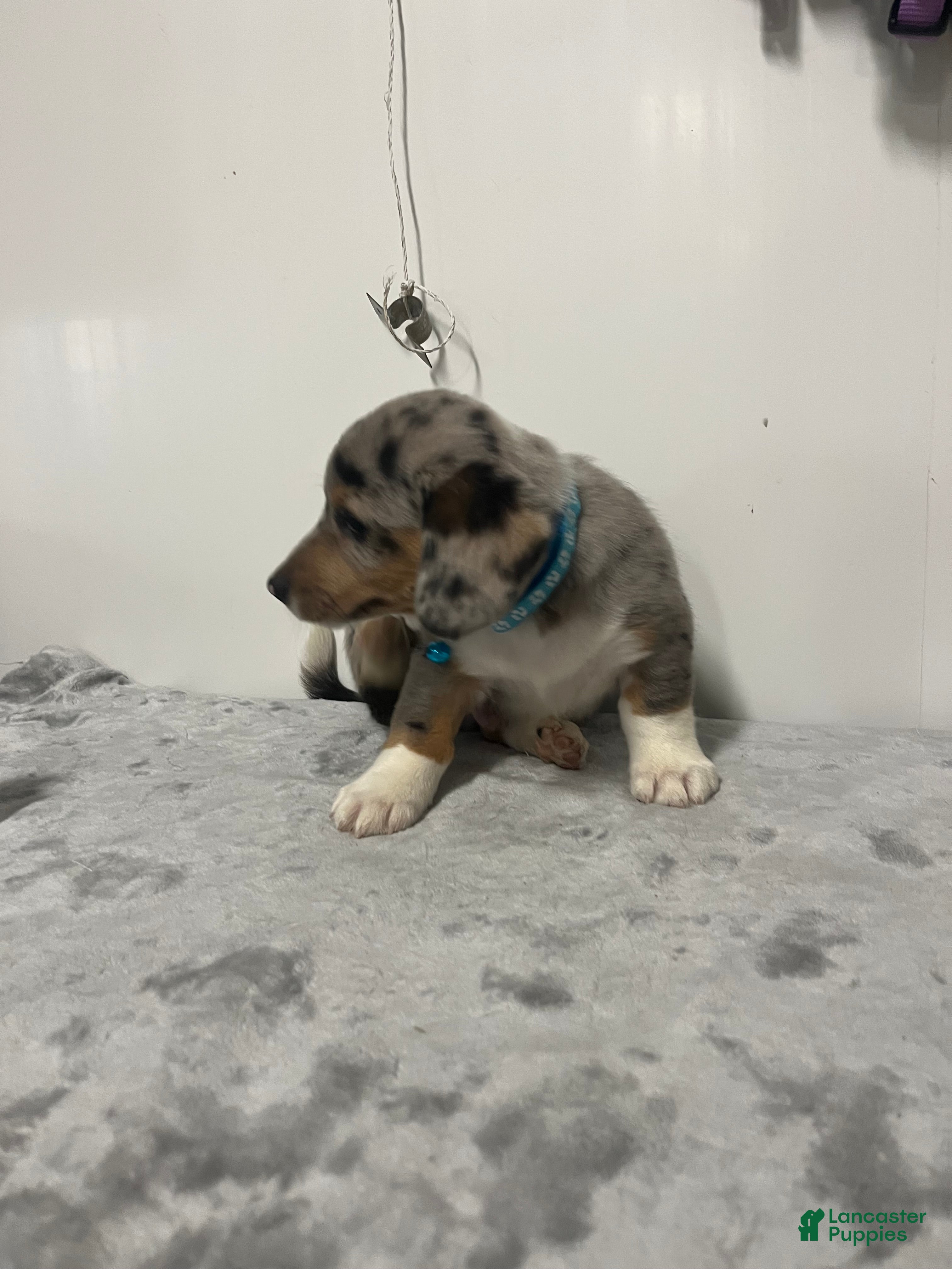 Mixed Breed dogs Astro  - Ad 2