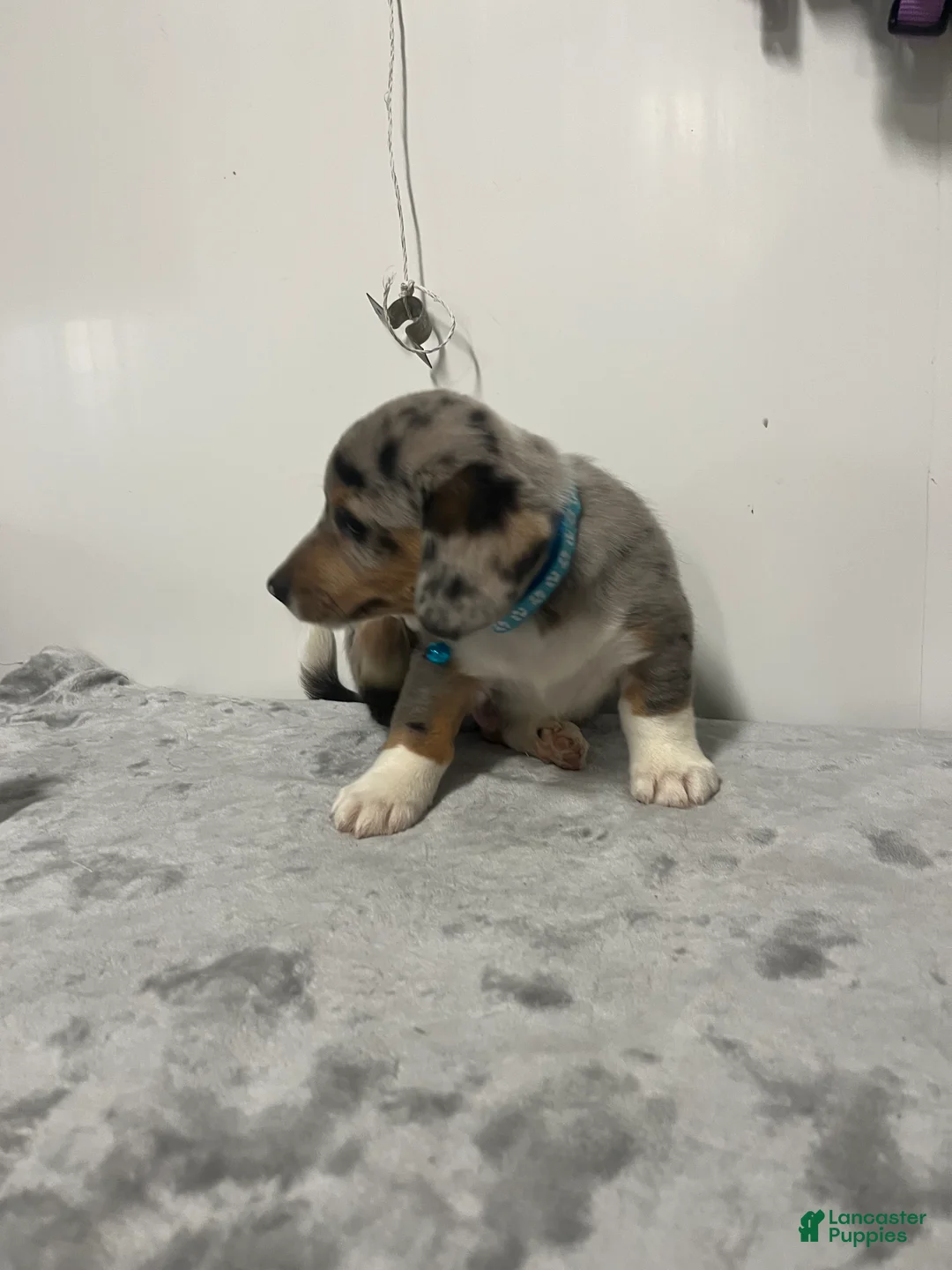 Mixed Breed dogs for sale: Astro  - Ad 2