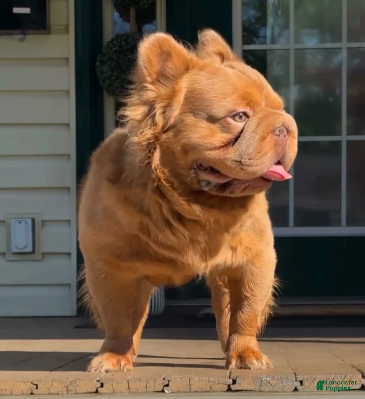 French Bulldog dogs Simba  - Ad 17