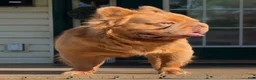 French Bulldog dogs for stud: Simba  - Ad 1