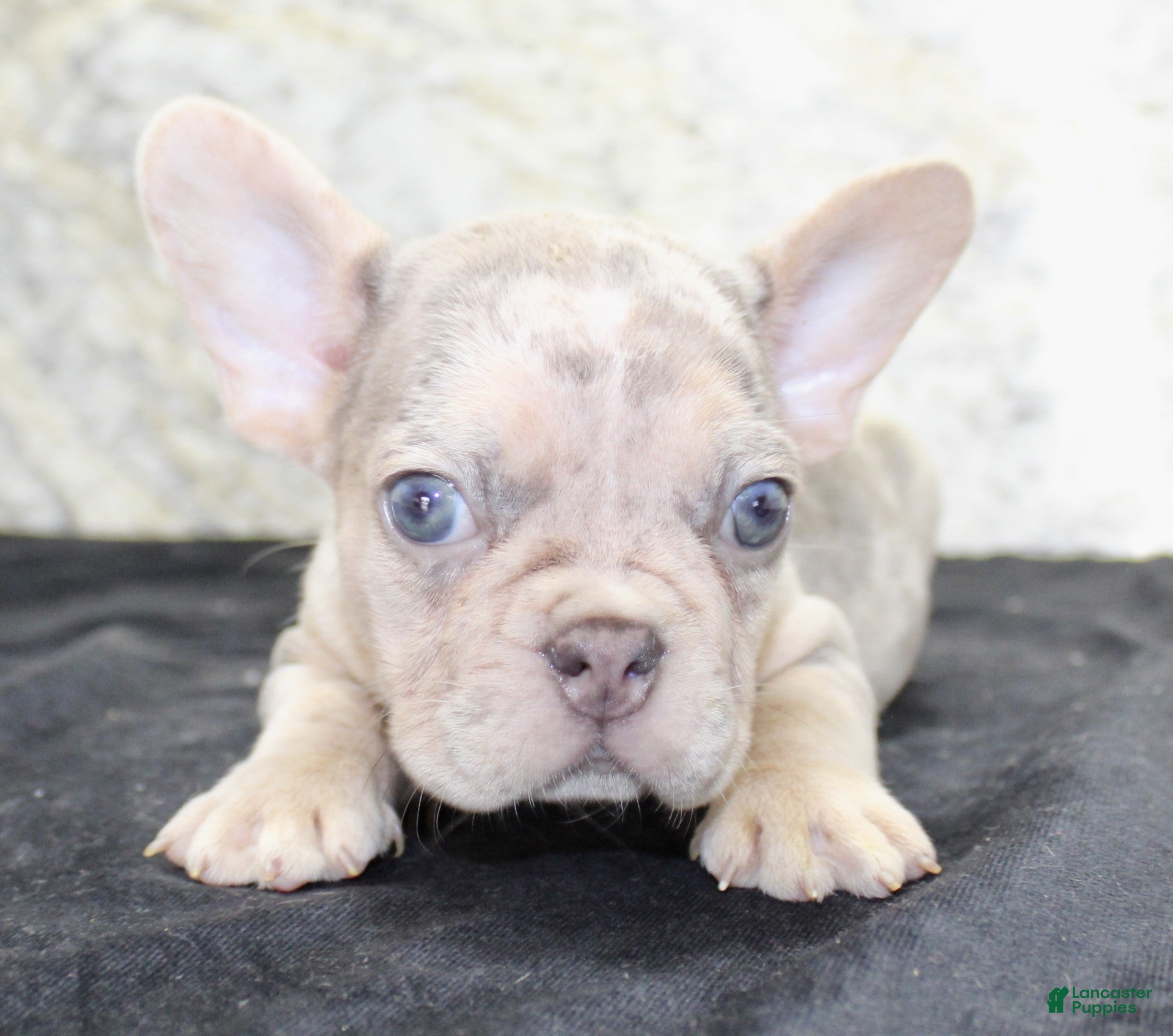 French Bulldog dogs Maxx - Ad 2