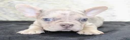 French Bulldog dogs for sale: Maxx - Ad 2