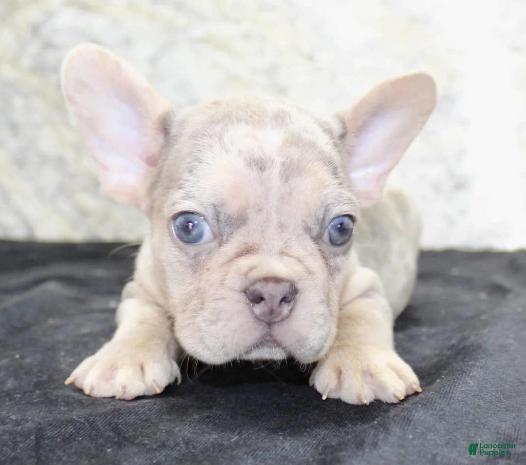 French Bulldog dogs for sale: Maxx - Ad 2
