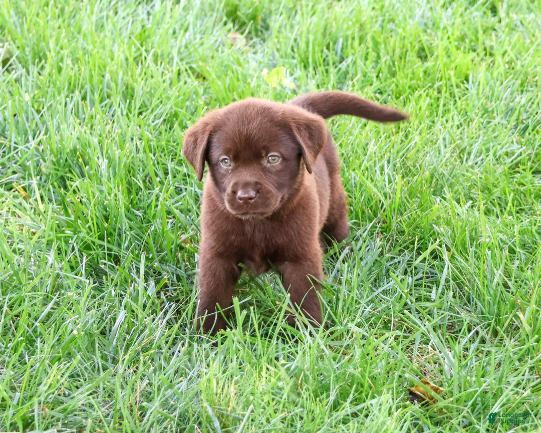 Labrador Retriever dogs for sale: Mabel - Ad 2
