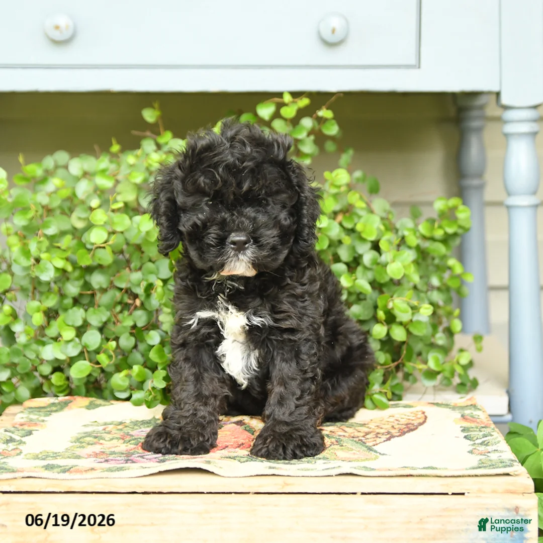 Cockapoo dogs for sale: Midnght - Ad 1