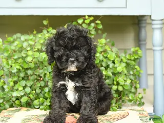 Cockapoo dogs for sale: Midnght - Ad 3