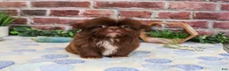 Shih Tzu dogs for sale: Diego - Ad 4