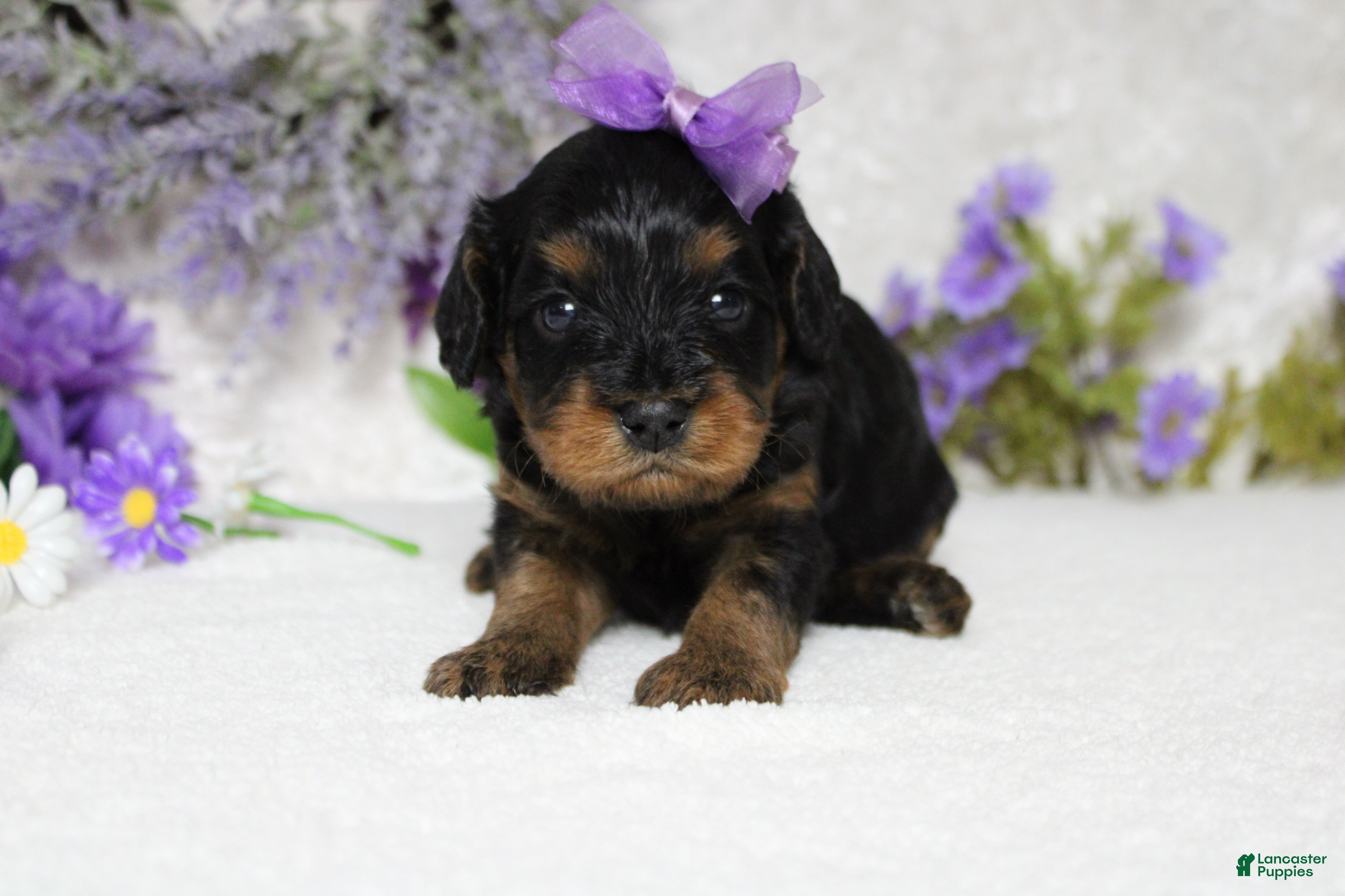 Cavapoo dogs Logan - Ad 19