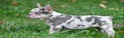 French Bulldog dogs for sale: Roxy - Ad 5