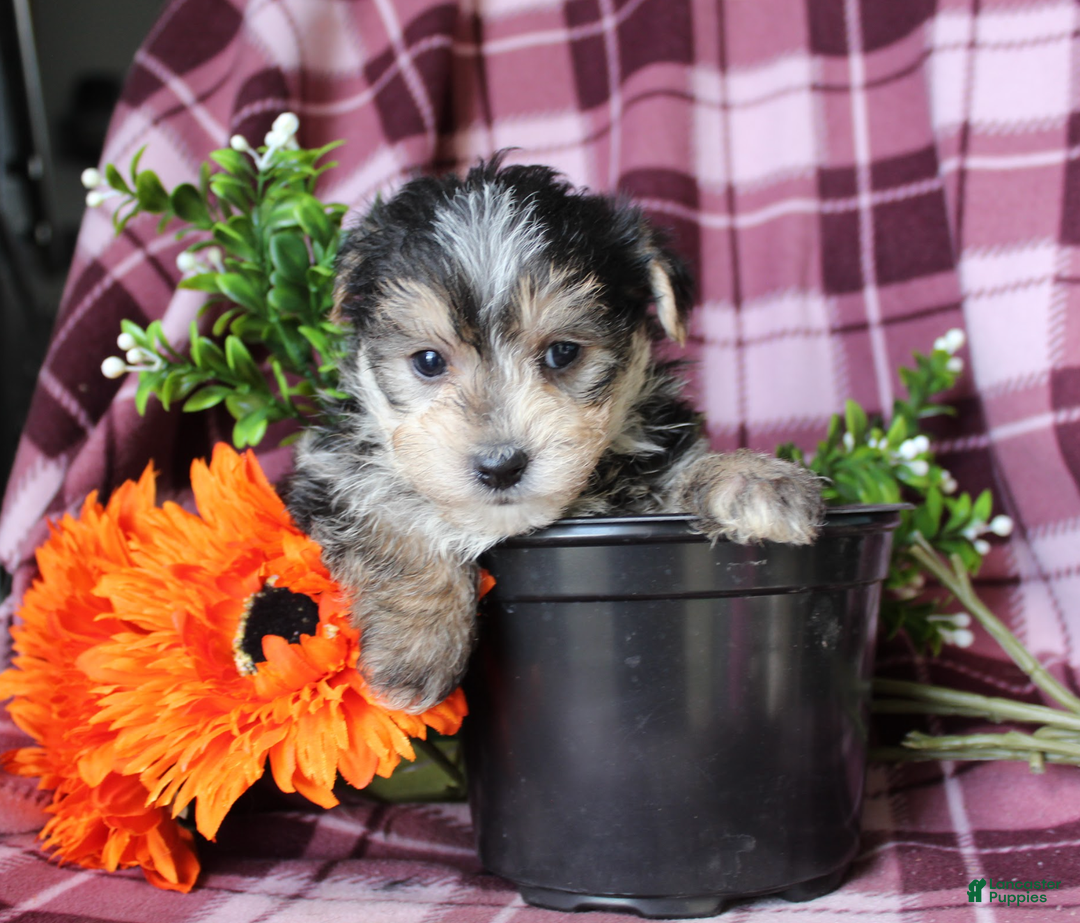 Morkie dogs for sale: Snowflakes - Ad 1