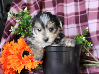 Morkie dogs Snowflakes - Ad 15